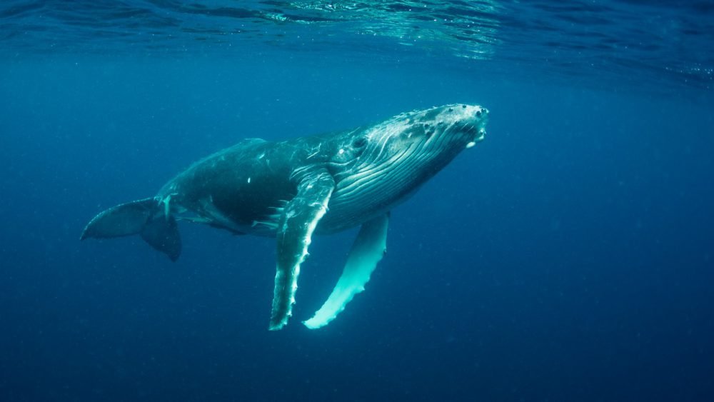 So schön Bestand der Buckelwale komplett erholt