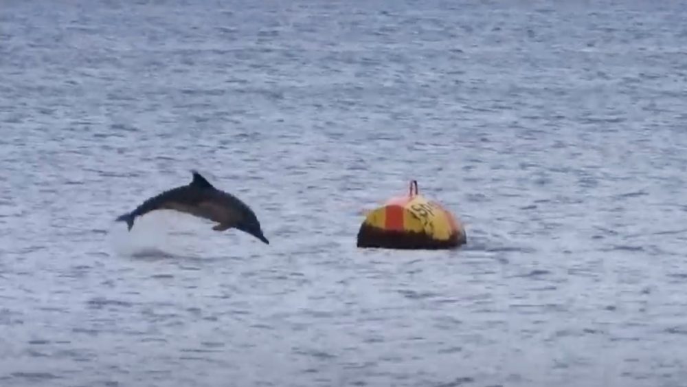 Naturschauspiel Im Norden: Der Delfin Von Eckernförde