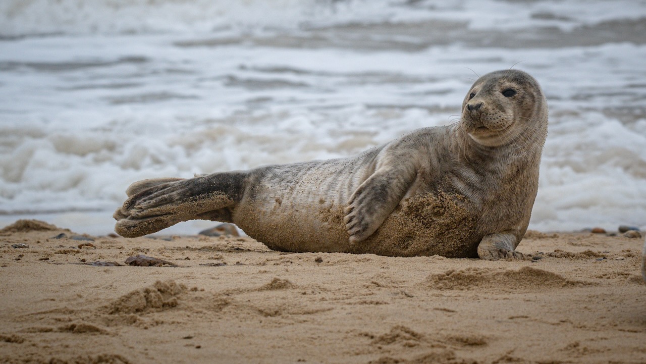 Kegelrobbe am Strand. Foto: Adobe Stock